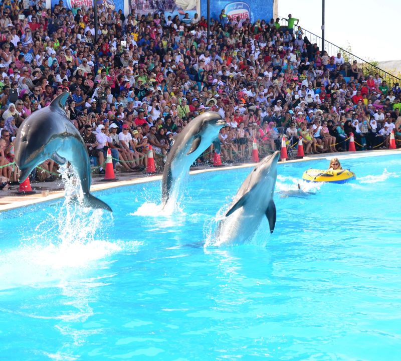 Dolphin Show in Sharm El Sheikh