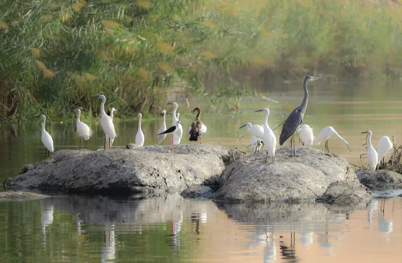 Bird Watching Tour Along the Nile in Aswan
