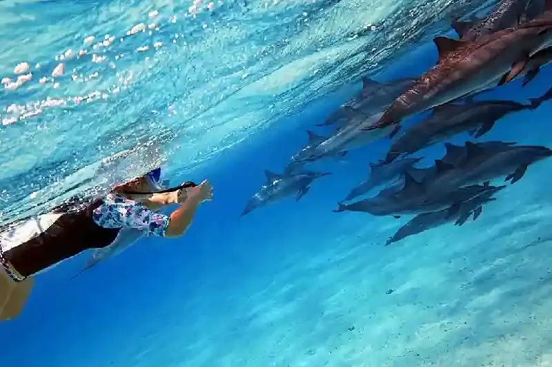 Sataya dolphin reef Snorkeling Excursion