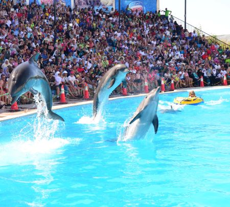 dolphin show in sharm el sheikh