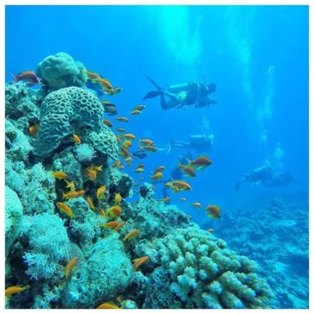 port ghalib snorkeling