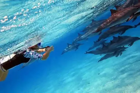 Sataya Dolphin Reef